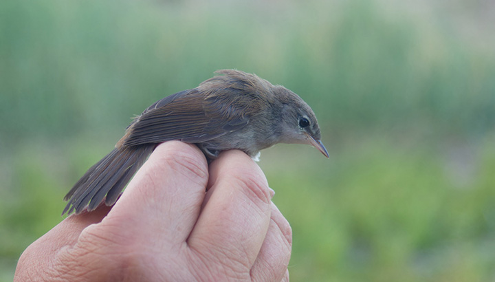 Découverte du suivi scientifique des oiseaux par le baguage